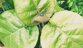 Growing Tree Tomato in a UK Tropical Garden