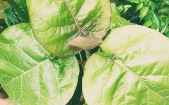 Growing Tree Tomato in a UK Tropical Garden