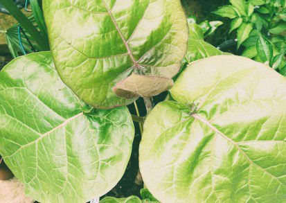 Growing Tree Tomato in a UK Tropical Garden