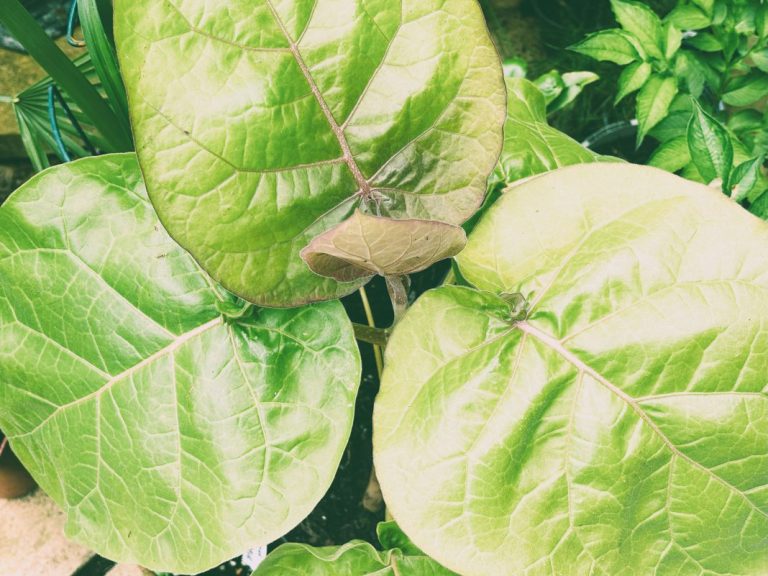 Growing Tree Tomato in a UK Tropical Garden