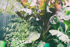 How to Protect Ensete ventricosum ‘Maurelii’ in a UK Winter?