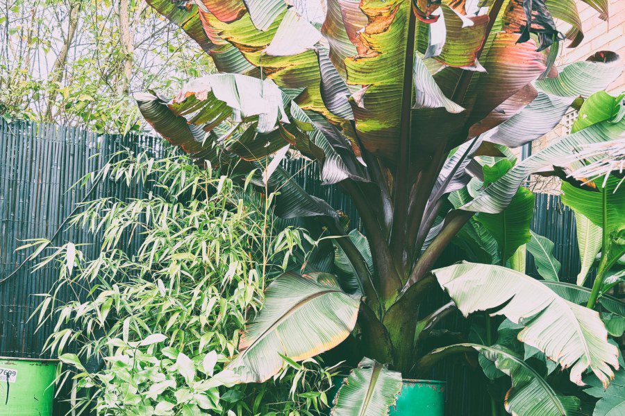 How to Protect Ensete ventricosum ‘Maurelii’ in a UK Winter?