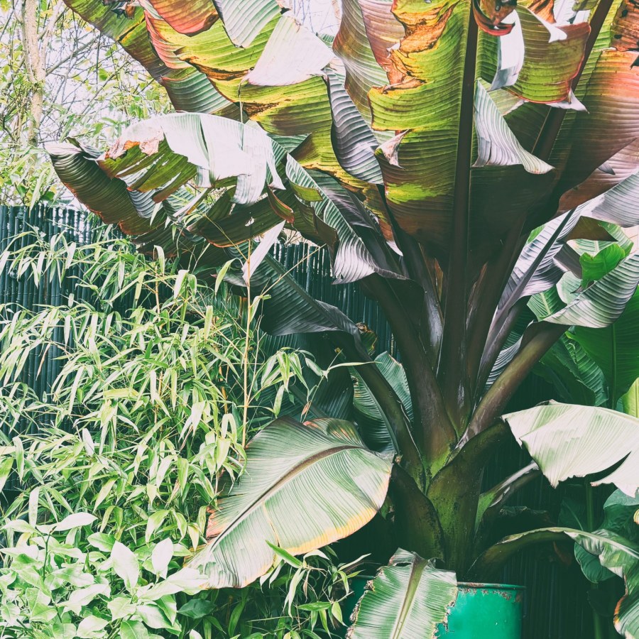 How to Protect Ensete ventricosum ‘Maurelii’ in a UK Winter?