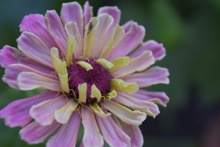 “The Power of Flowers in a Tropical Garden”