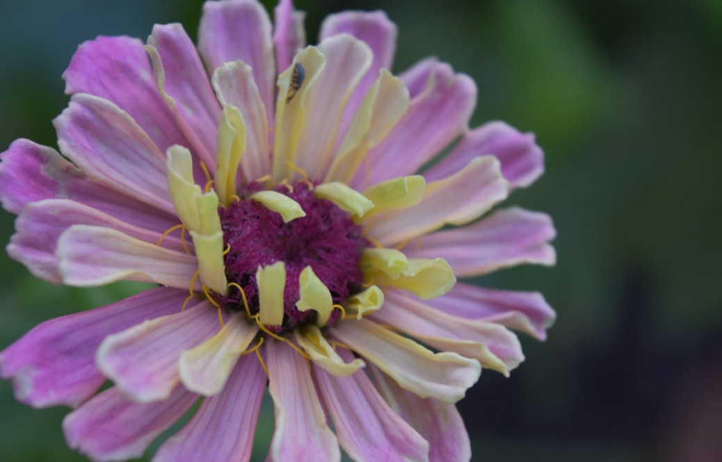 “The Power of Flowers in a Tropical Garden”