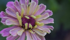 “The Power of Flowers in a Tropical Garden”