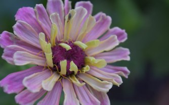 “The Power of Flowers in a Tropical Garden”