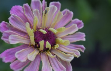 “The Power of Flowers in a Tropical Garden”