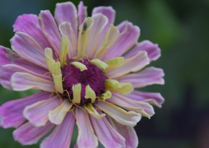 “The Power of Flowers in a Tropical Garden”