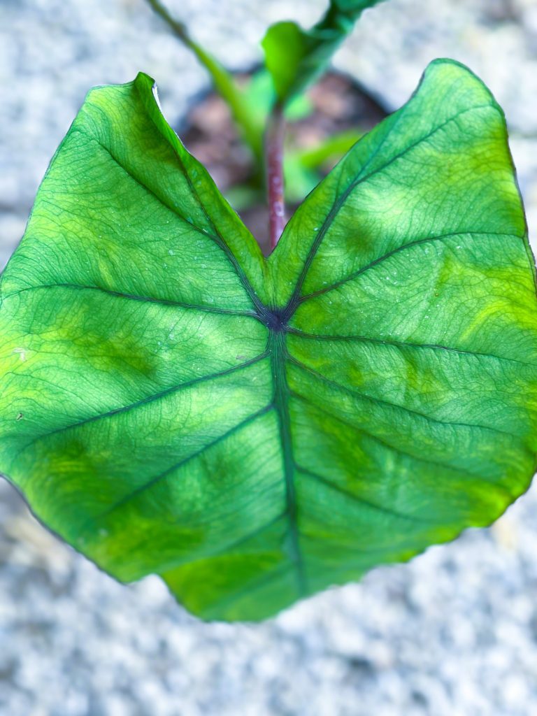 How and When to wake up Colocasias