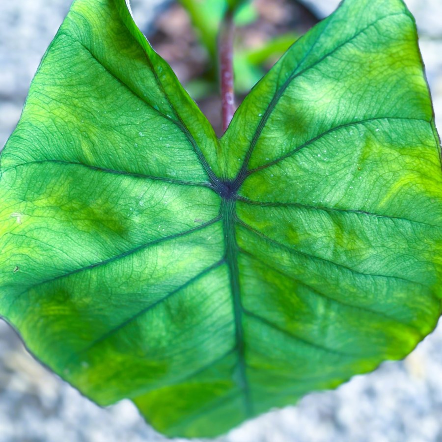 How and When to wake up Colocasias