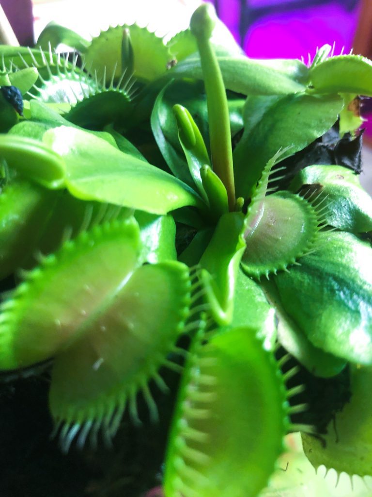 The Clever Mechanics of the Venus Flytrap: A Plant That Can Count