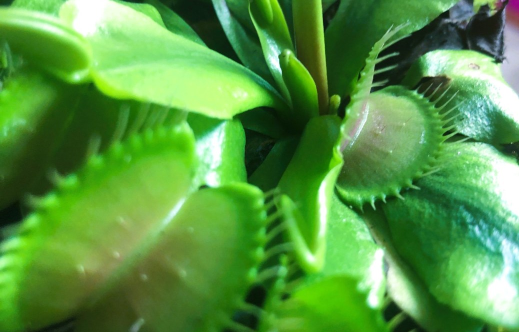 The Clever Mechanics of the Venus Flytrap: A Plant That Can Count