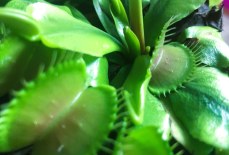 The Clever Mechanics of the Venus Flytrap: A Plant That Can Count