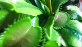 The Clever Mechanics of the Venus Flytrap: A Plant That Can Count