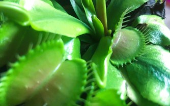 The Clever Mechanics of the Venus Flytrap: A Plant That Can Count