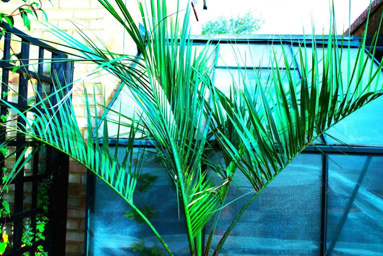 Growing Butia odorata in the UK