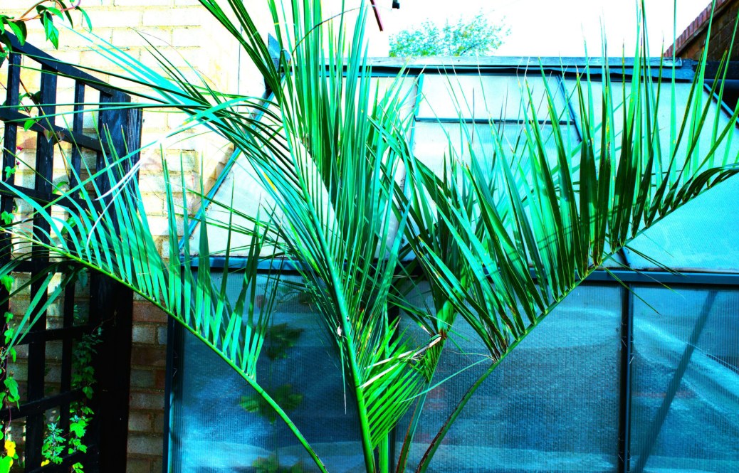 Growing Butia odorata in the UK