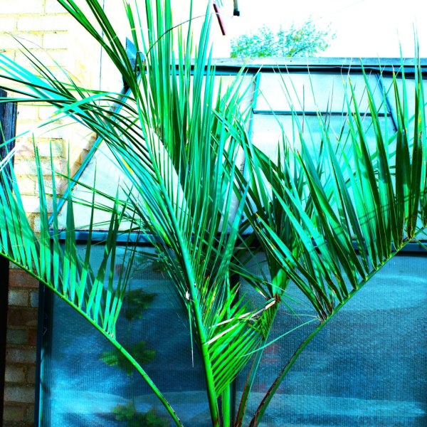 Are Butia capitata and Butia odorata different plants?
