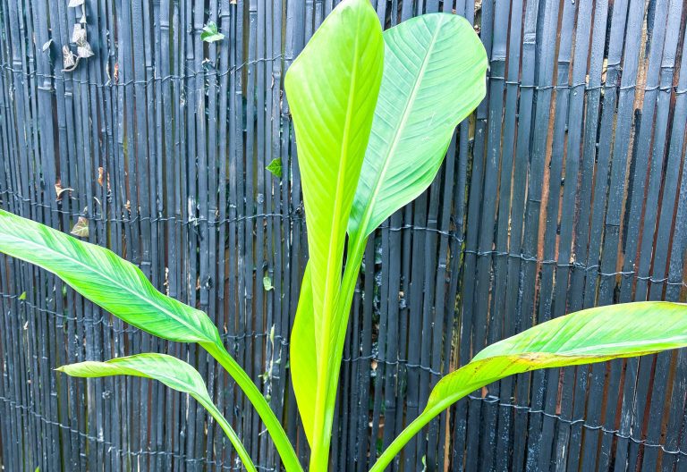 Grow Guide: Ensete ventricosum ‘Hiniba’
