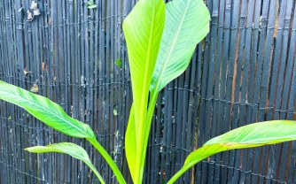 Grow Guide: Ensete ventricosum āHinibaā