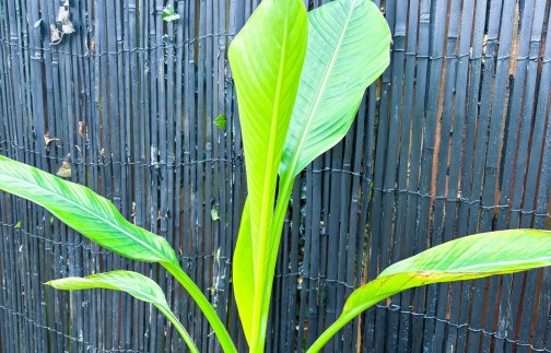 Grow Guide: Ensete ventricosum âHinibaâ