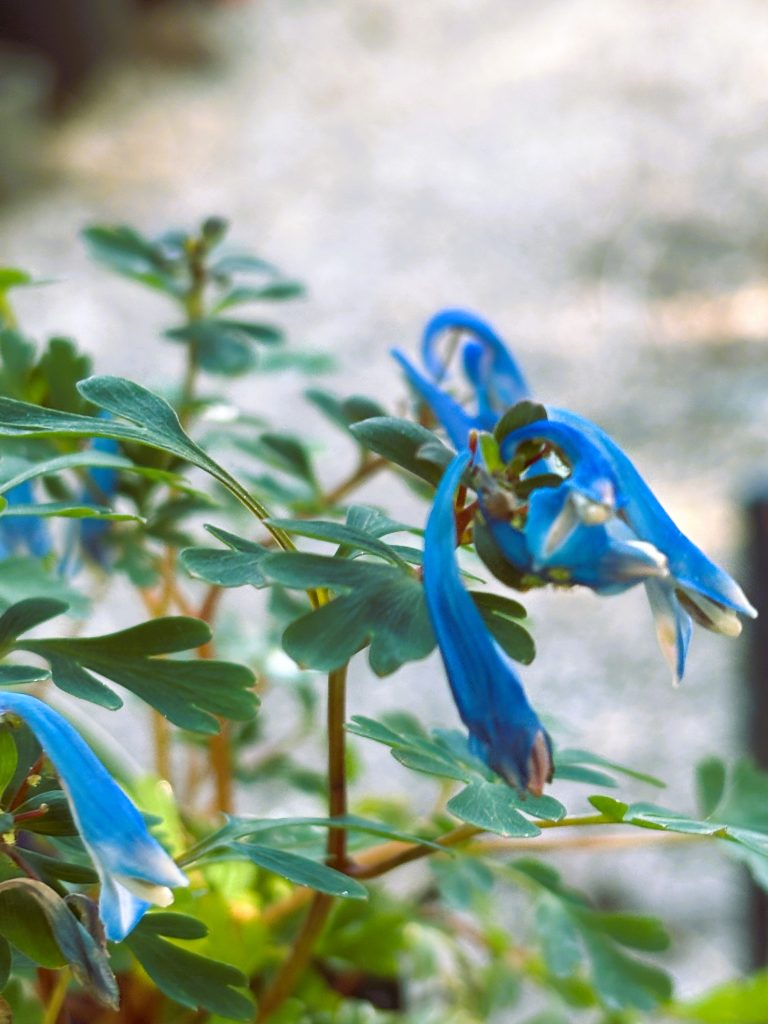 Grow Guide: Corydalis ‘Blue Heron’