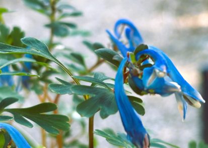 Grow Guide: Corydalis ‘Blue Heron’