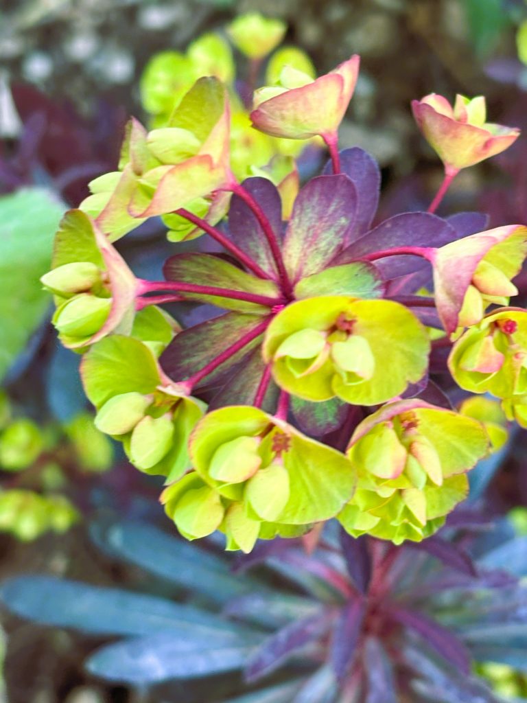 Grow Guide: Euphorbia ‘Miner’s Merlot’