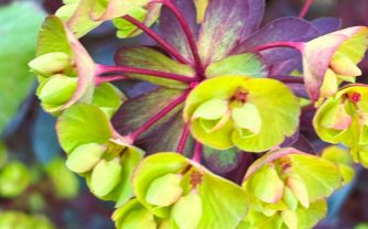 Grow Guide: Euphorbia āMinerās Merlotā