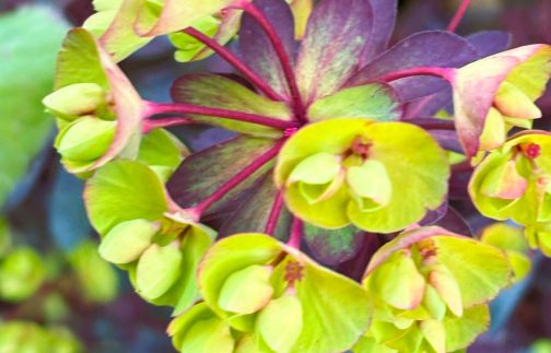 Grow Guide: Euphorbia âMinerâs Merlotâ
