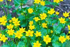Grow Guide for Marsh Marigold (Caltha palustris)