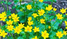 Grow Guide for Marsh Marigold (Caltha palustris)