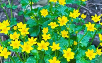 Grow Guide for Marsh Marigold (Caltha palustris)
