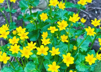 Grow Guide for Marsh Marigold (Caltha palustris)
