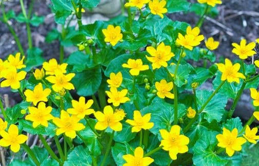 Grow Guide for Marsh Marigold (Caltha palustris)