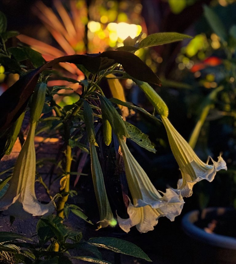 What’s the difference between warm and cold Brugmansias? What’s the difference between warm and cold Brugmansias?