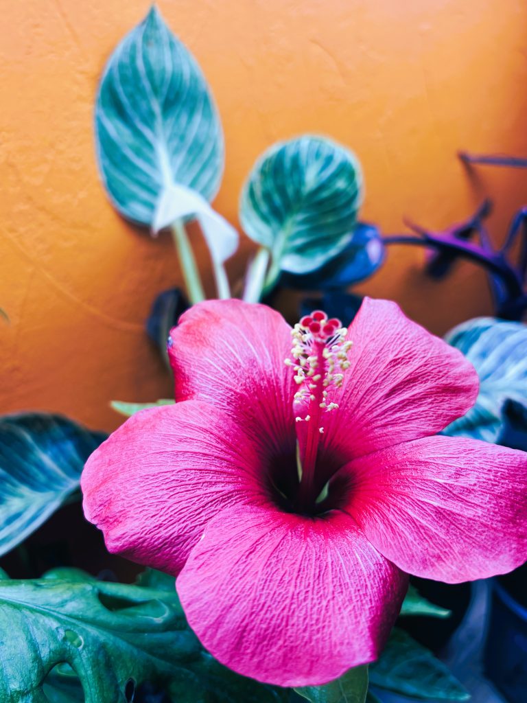 How Hardy Are Hibiscus? A Guide for Gardeners