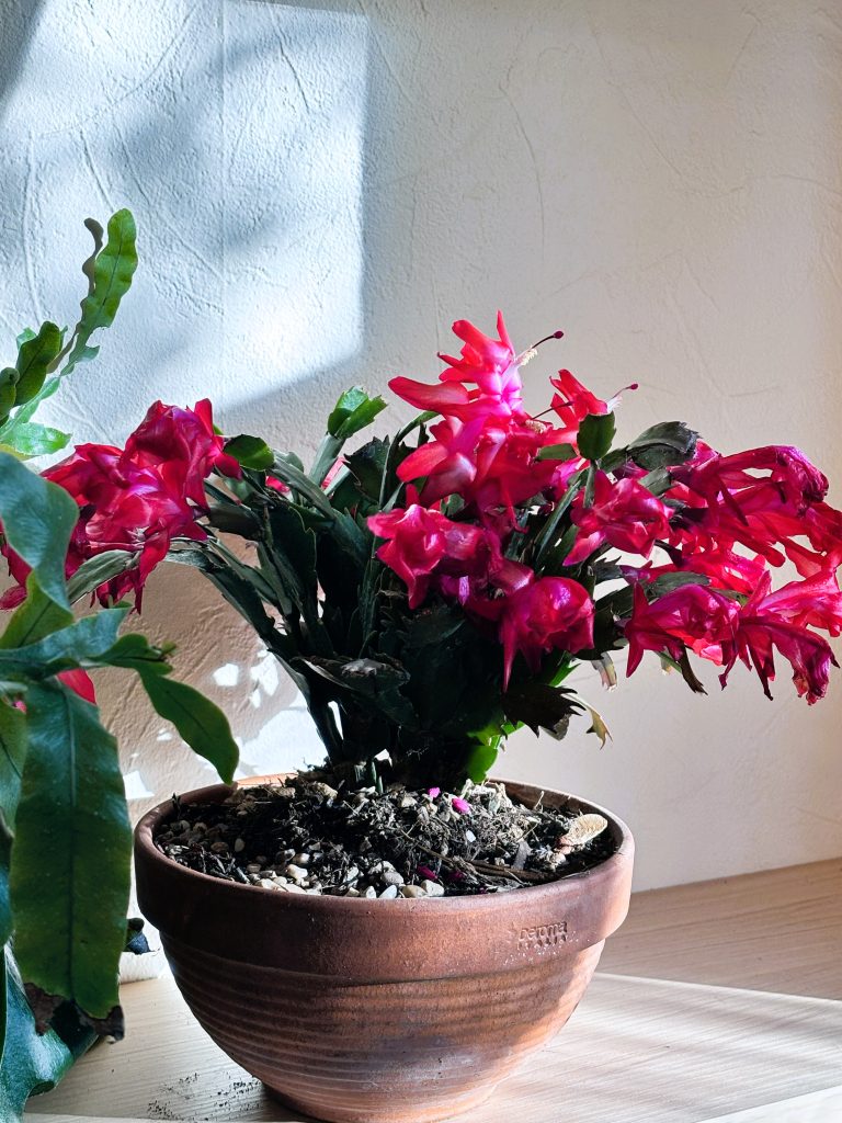 Christmas Cactus Grow Guide